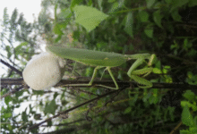 Минута отдыха Оотеки богомолов: странные коробочки появляются на деревьях в конце лета Интересное 