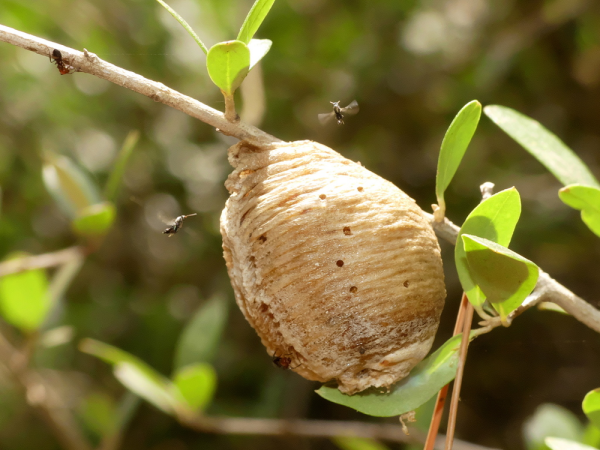 Минута отдыха Оотеки богомолов: странные коробочки появляются на деревьях в конце лета Интересное 