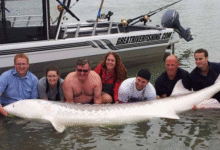 Минута отдыха Белый осётр: они отъедаются целый век, чтобы весить под тонну! Интересное 