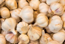 Минута отдыха Почему желтеет чеснок и как этого избежать: главные ошибки огородников Интересное 