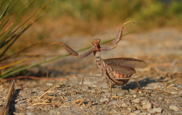 Минута отдыха Оотеки богомолов: странные коробочки появляются на деревьях в конце лета Интересное 