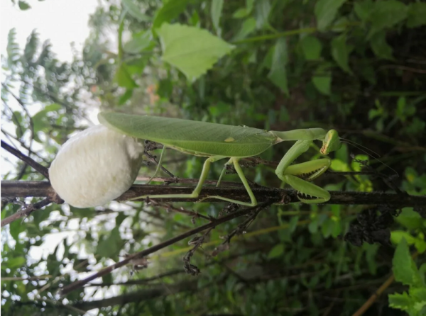 Минута отдыха Оотеки богомолов: странные коробочки появляются на деревьях в конце лета Интересное 