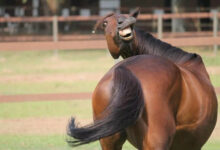 Минута отдыха Что значит «двинуть кони» и «склеить ласты»? Интересное 