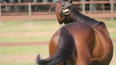 Минута отдыха Что значит «двинуть кони» и «склеить ласты»? Интересное  Минута отдыха Что значит «двинуть кони» и «склеить ласты»? Интересное