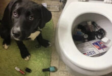 Минута отдыха Милые собаки, которые частенько чудят и не избегают нелепых ситуаций Животные 