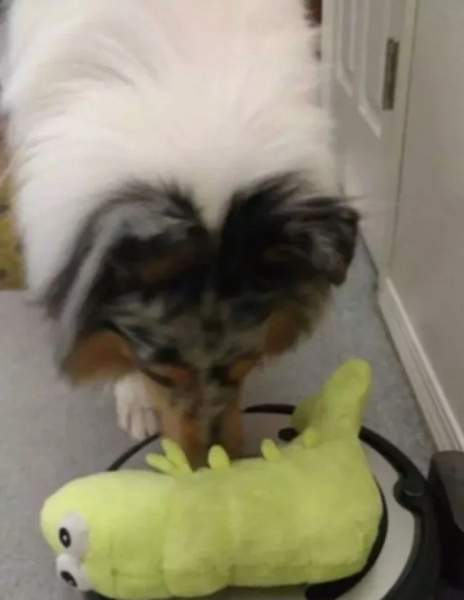 Минута отдыха Милые собаки, которые частенько чудят и не избегают нелепых ситуаций Животные 