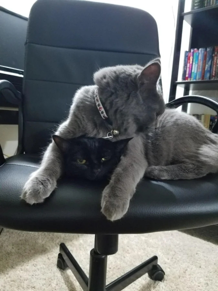 Минута отдыха Пушистые проказники, которые явно не собираются быть примерными Животные  Минута отдыха Пушистые проказники, которые явно не собираются быть примерными Животные