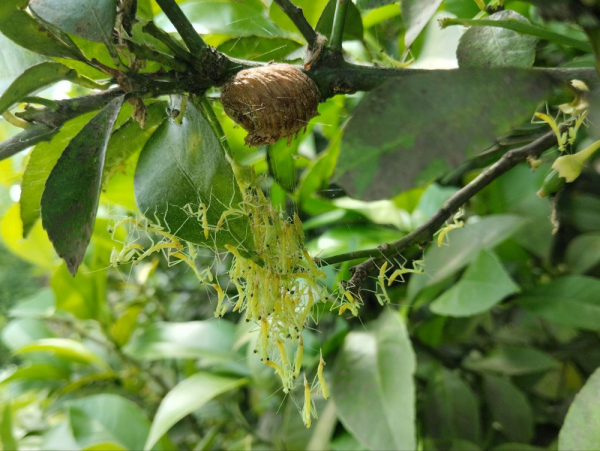 Минута отдыха Оотеки богомолов: странные коробочки появляются на деревьях в конце лета Интересное 