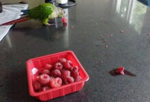 Минута отдыха Проделки питомцев, попавшихся на месте преступления Животные 