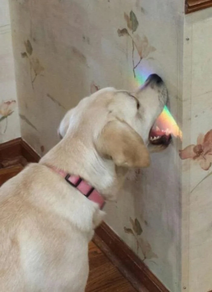 Минута отдыха Милые собаки, которые частенько чудят и не избегают нелепых ситуаций Животные 