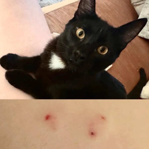 Минута отдыха Пушистые проказники, которые явно не собираются быть примерными Животные  Минута отдыха Пушистые проказники, которые явно не собираются быть примерными Животные