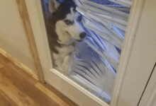 Минута отдыха Пушистые проказники, которые явно не собираются быть примерными Животные 