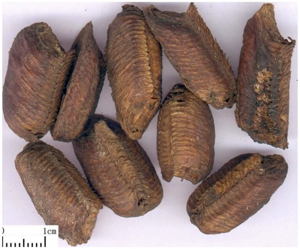 Минута отдыха Оотеки богомолов: странные коробочки появляются на деревьях в конце лета Интересное 