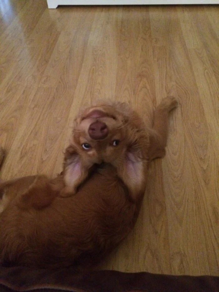 Минута отдыха Милые собаки, которые частенько чудят и не избегают нелепых ситуаций Животные 