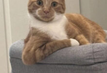 Минута отдыха Пушистые котейки показали, как можно правильно расслабляться Животные 