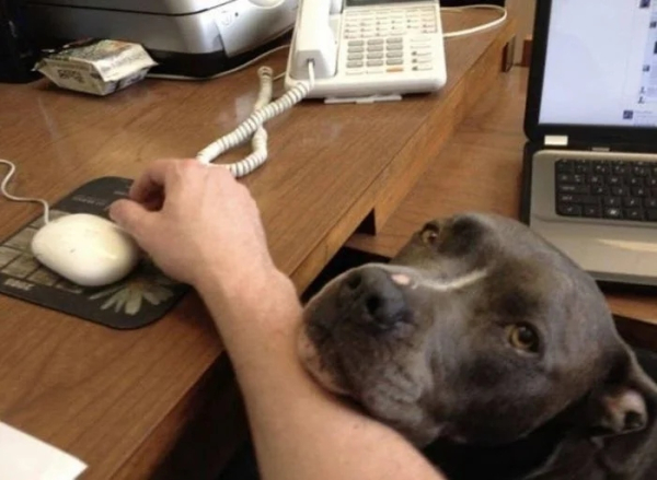 Минута отдыха Милые собаки, которые частенько чудят и не избегают нелепых ситуаций Животные 