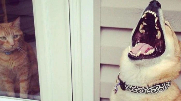 Минута отдыха Милые собаки, которые частенько чудят и не избегают нелепых ситуаций Животные 