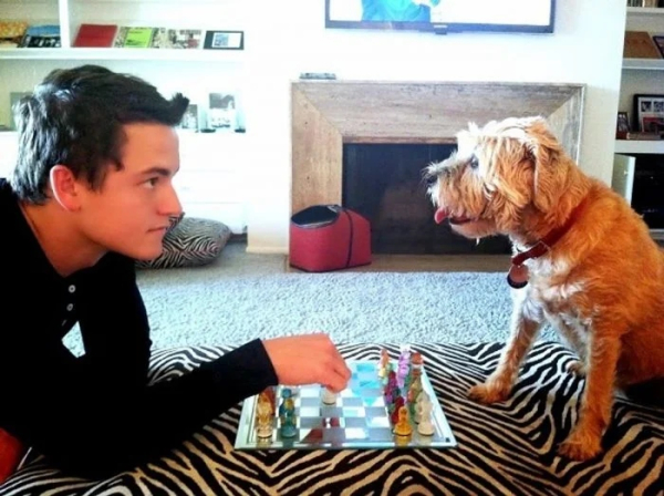 Минута отдыха Милые собаки, которые частенько чудят и не избегают нелепых ситуаций Животные 