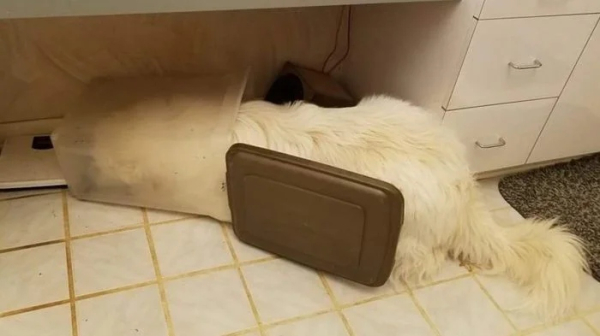 Минута отдыха Милые собаки, которые частенько чудят и не избегают нелепых ситуаций Животные 