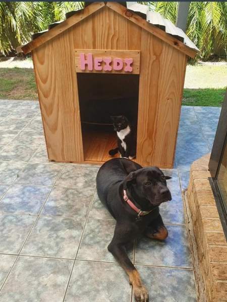 Минута отдыха Пушистые проказники, которые явно не собираются быть примерными Животные  Минута отдыха Пушистые проказники, которые явно не собираются быть примерными Животные