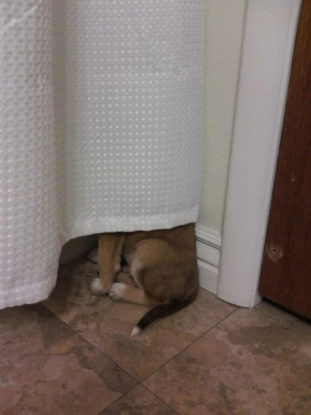 Минута отдыха Милые собаки, которые частенько чудят и не избегают нелепых ситуаций Животные 