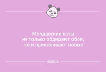 Минута отдыха Анекдоты в пятницу: «Он подарил мне 101 розу…» (10 шт) Анекдоты 
