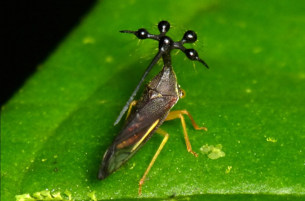 Минута отдыха Бразильская горбатка: одно из самых необычных насекомых в мире Интересное  Минута отдыха Бразильская горбатка: одно из самых необычных насекомых в мире Интересное