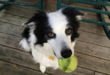 Минута отдыха Очаровательные пёсели на снимках, которые растопят любое сердце Животные 