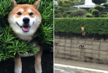 Минута отдыха Смелые питомцы, чьё любопытство завело их в тупик Животные 