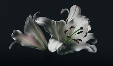 Минута отдыха В Москве в последний путь провожают актрису театра и кино Нину Гуляеву Культура  Минута отдыха В Москве в последний путь провожают актрису театра и кино Нину Гуляеву Культура