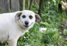 Минута отдыха Откуда пошло выражение «Собаку съел»? Интересное 