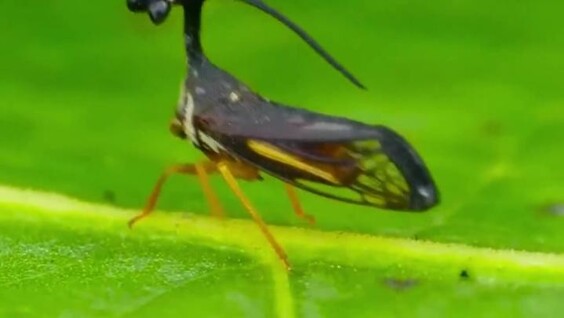 Минута отдыха Бразильская горбатка: одно из самых необычных насекомых в мире Интересное  Минута отдыха Бразильская горбатка: одно из самых необычных насекомых в мире Интересное