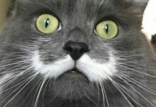 Минута отдыха Двойные усы котиков как двойная порция очарования от природы Животные 