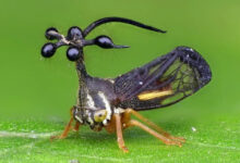 Минута отдыха Бразильская горбатка: одно из самых необычных насекомых в мире Интересное 