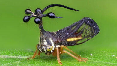 Минута отдыха Бразильская горбатка: одно из самых необычных насекомых в мире Интересное 