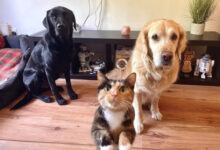 Минута отдыха Позитивные и очаровательные пушистики, которые моментально улучшат настрой Животные 