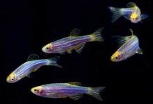 Минута отдыха Мир полон сюрпризов и фактов, которые вас поразят Интересное 