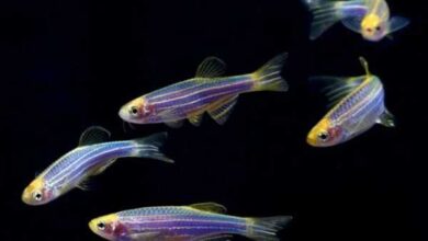 Минута отдыха Мир полон сюрпризов и фактов, которые вас поразят Интересное  Минута отдыха Мир полон сюрпризов и фактов, которые вас поразят Интересное