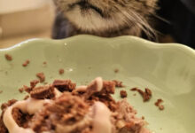 Минута отдыха Очаровательные пушистики, которые заняты важными кошачьими обязанностями и интересами Животные 