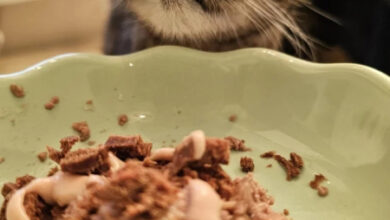 Минута отдыха Очаровательные пушистики, которые заняты важными кошачьими обязанностями и интересами Животные  Минута отдыха Очаровательные пушистики, которые заняты важными кошачьими обязанностями и интересами Животные