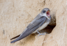 Минута отдыха Береговушка: эта птица рвёт шаблоны о поведении пернатых Интересное 