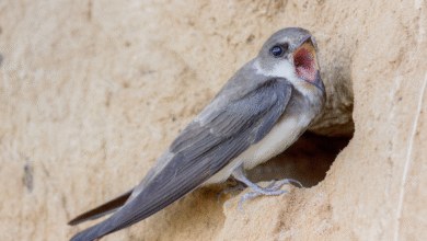 Минута отдыха Береговушка: эта птица рвёт шаблоны о поведении пернатых Интересное 