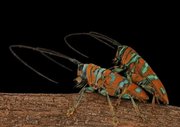 Минута отдыха Впечатляющая красота насекомых, которых мы можем больше не увидеть Животные Минута отдыха Впечатляющая красота насекомых, которых мы можем больше не увидеть Животные