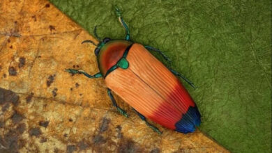 Минута отдыха Впечатляющая красота насекомых, которых мы можем больше не увидеть Животные Минута отдыха Впечатляющая красота насекомых, которых мы можем больше не увидеть Животные