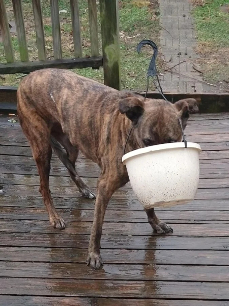 Минута отдыха Примеры забавных случаев, когда любопытство подвело животных Животные Минута отдыха Примеры забавных случаев, когда любопытство подвело животных Животные