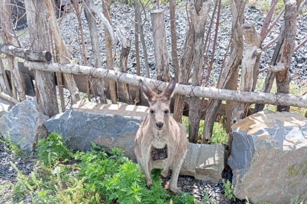 Минута отдыха Правда ли, что в Австралии разводят и едят кенгуру, как коров или овец? Интересное Минута отдыха Правда ли, что в Австралии разводят и едят кенгуру, как коров или овец? Интересное