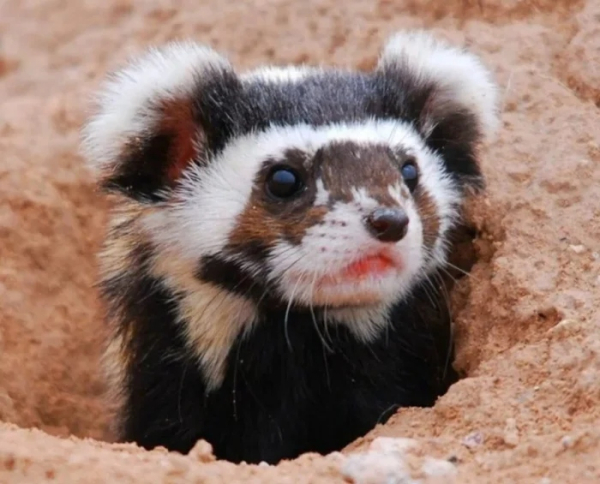 Минута отдыха Очаровательные маски животных с загадочной внешностью Животные 