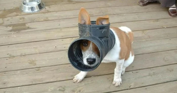 Минута отдыха Примеры забавных случаев, когда любопытство подвело животных Животные Минута отдыха Примеры забавных случаев, когда любопытство подвело животных Животные