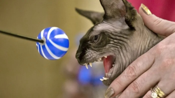 Минута отдыха Примеры разных случаев, когда кошки вели себя особенно загадочно Животные 