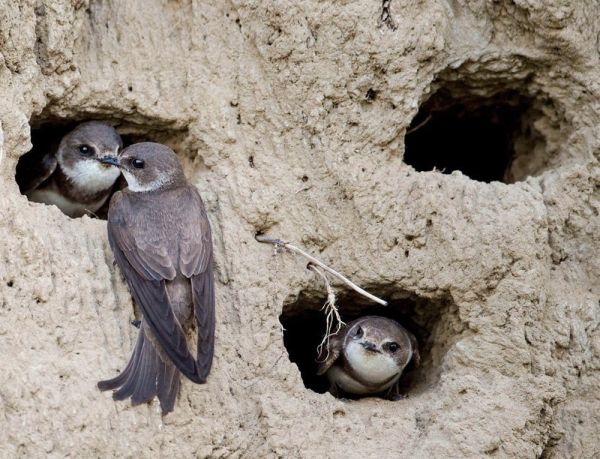 Минута отдыха Береговушка: эта птица рвёт шаблоны о поведении пернатых Интересное 